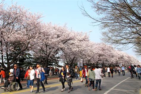Yeouido Seoul Cherry Blossomsnbi